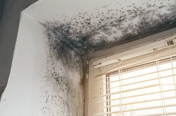 Affordable Basement Mold Removal solutions in Haddon Heights, NJ