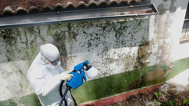 Top rated local Basement Mold Removal specialists in Haddon Heights, NJ